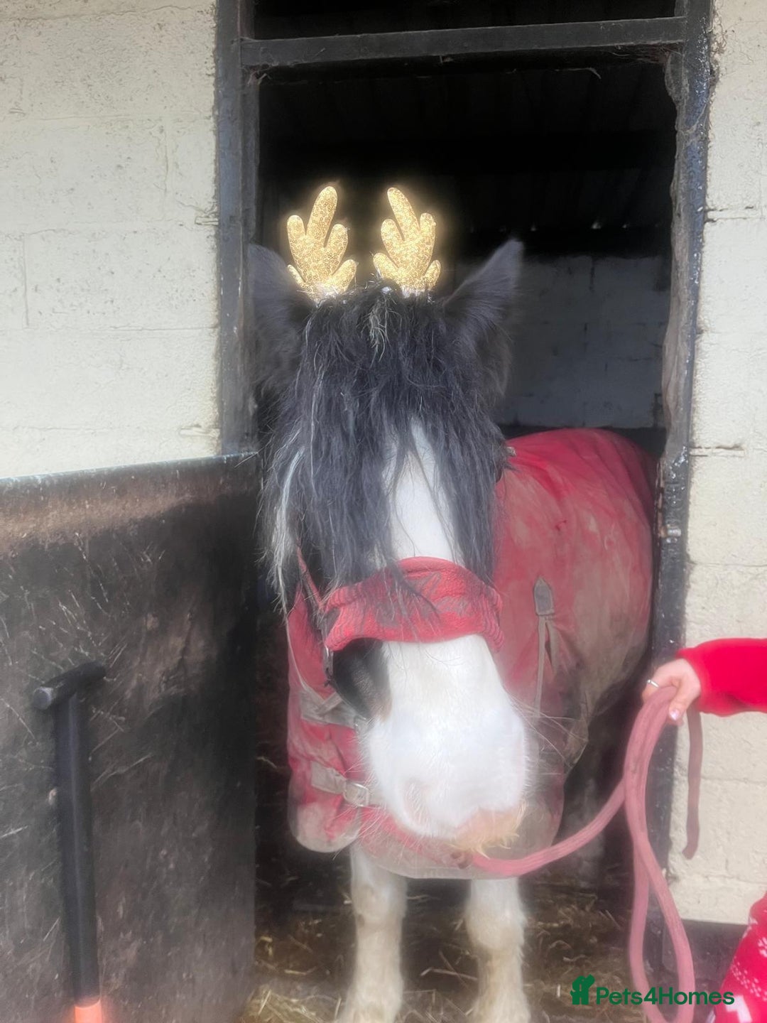 Other Breed horses for sale: Super versatile 12.3hh cob type mare  - Advert 3