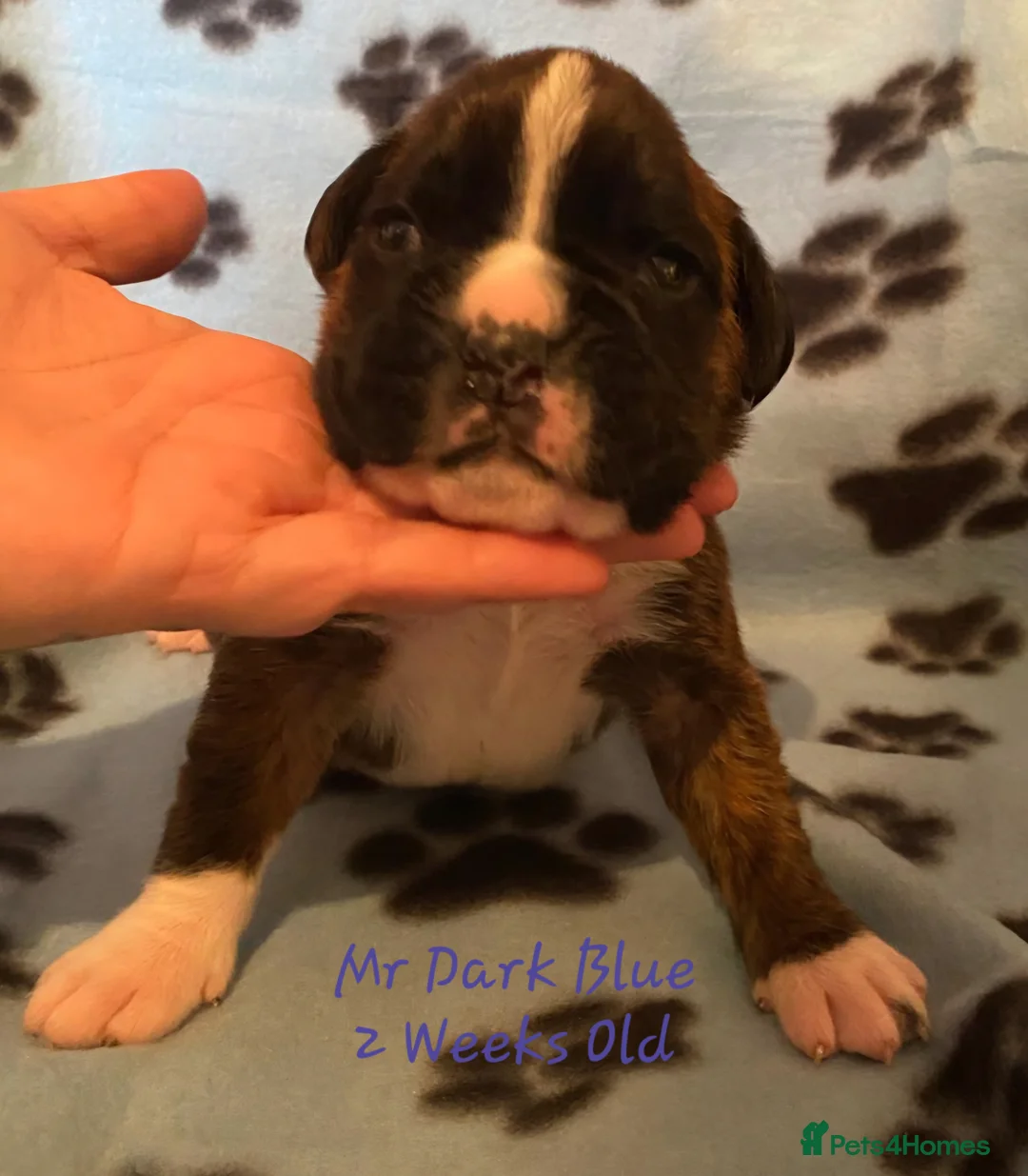 Boxer dogs for sale: 3 Brindle Puppies Available - Advert 17