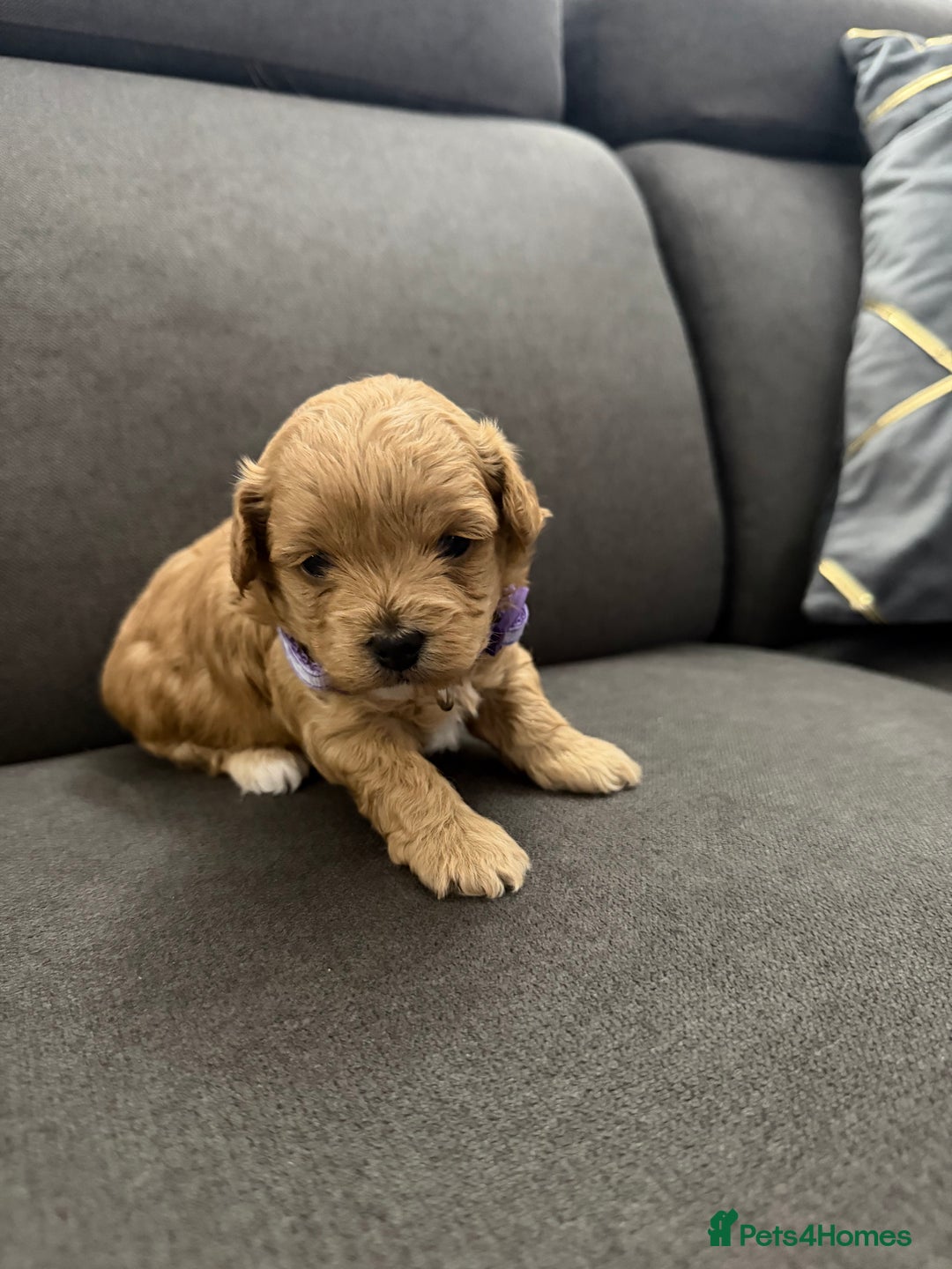 Maltipoo dogs for sale: Beautiful Tiny Maltipoo Tree girls 🐶🐾💝💝💝 - Advert 20