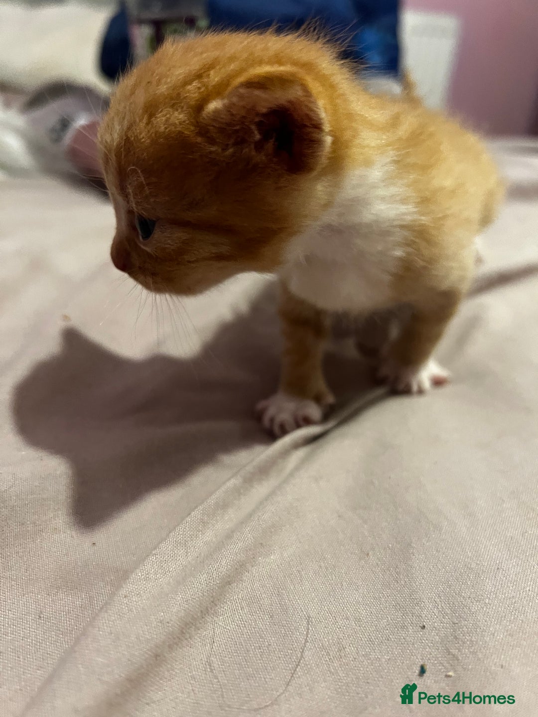 British Shorthair cats for sale: 4 gorgeous kittens for sale  - Image 9