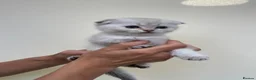 Scottish Fold cats for sale: LOVELY PUREBRED SCOTTISH FOLD CHINCHILLA KITTENS  - Advert 9