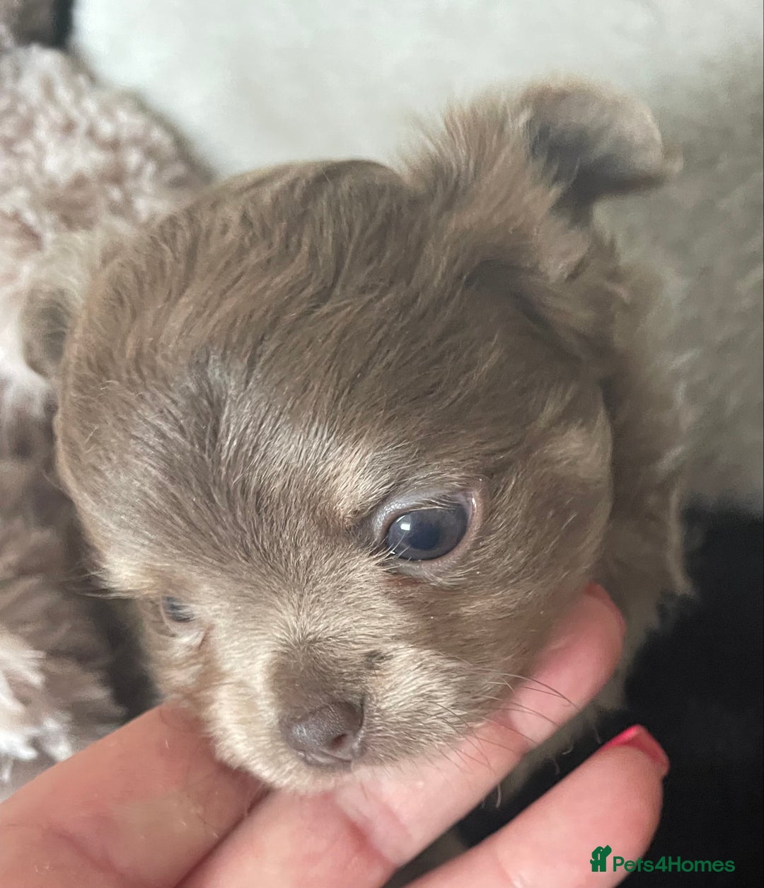 Chihuahua dogs for sale: Beautiful lilac boys  - Image 3