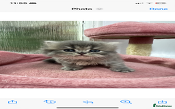 Scottish Fold cats for sale: Lovely kitten Highland delivery only Scotland Xx - Image 13
