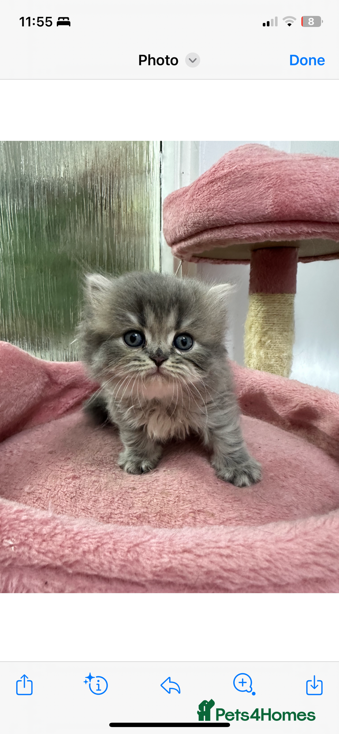 Scottish Fold cats for sale: Lovely kitten Highland delivery only Scotland Xx - Image 13
