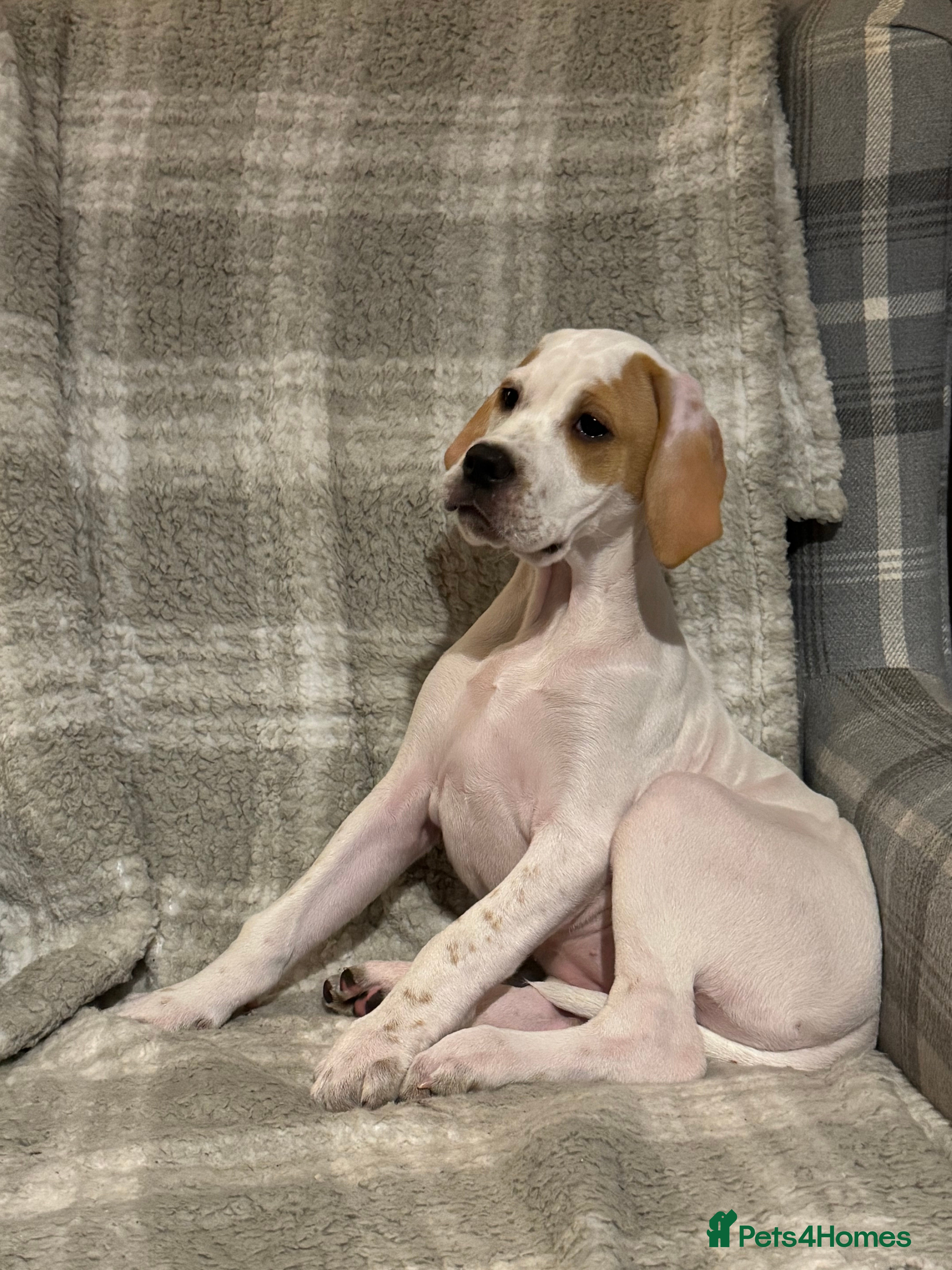 Pointer dogs Beautiful Pointer puppies available.  - Advert 3