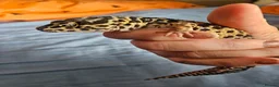 Leopard Gecko reptiles for sale: Leopard gecko for sale  in Doncaster - Advert 4