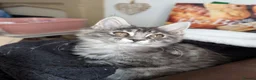 Maine Coon cats for sale: Tica registered mainecoons  - Advert 8