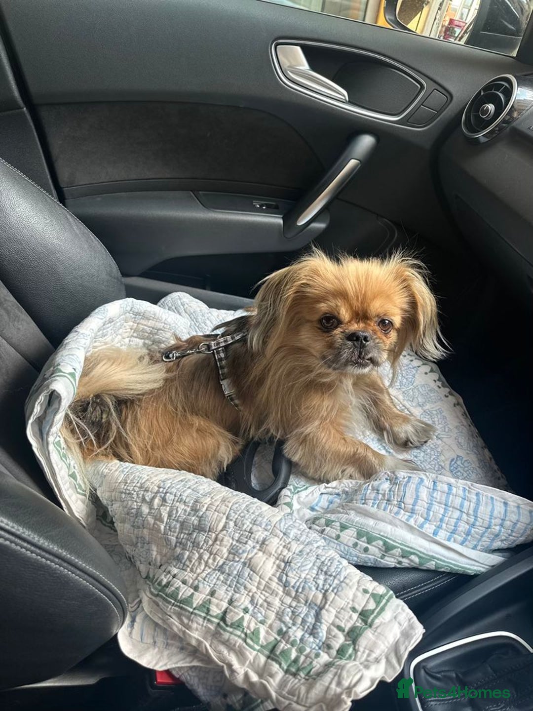 Mixed Breed dogs for adoption: 💙Barry: 9-10-year-old Tibetan Spaniel cross💙 - Advert 5