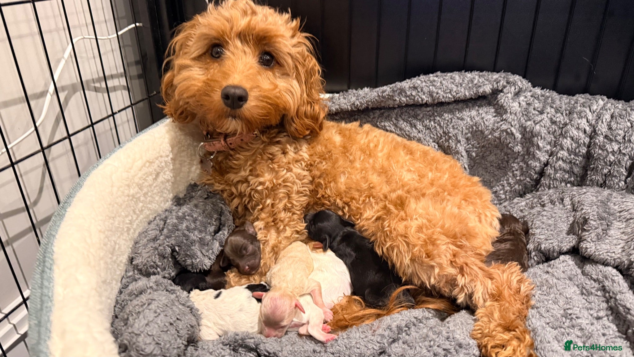 Cockapoo dogs 🐾 Stunning F2 Cockapoo Pups – 2 Boys & 4 Girls 🐾 - Advert 2