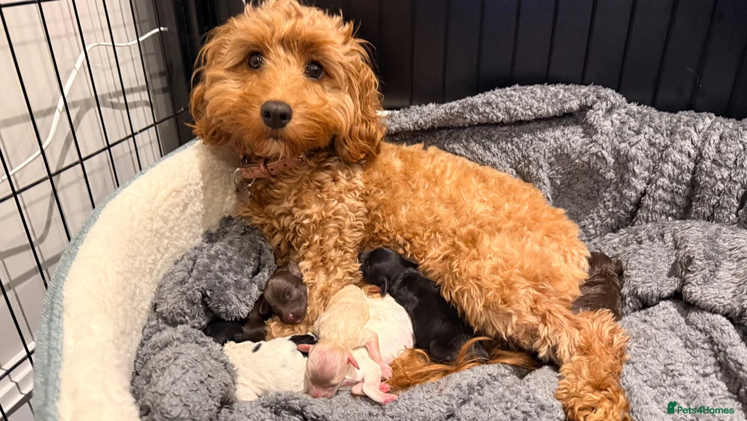 Cockapoo dogs for sale: 🐾 Stunning F2 Cockapoo Pups – 2 Boys & 4 Girls 🐾 - Advert 1