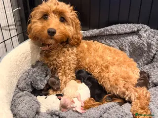 Cockapoo dogs 2 GIRLS LEFT 🐾 Stunning F2 Cockapoo Pups - Advert 1