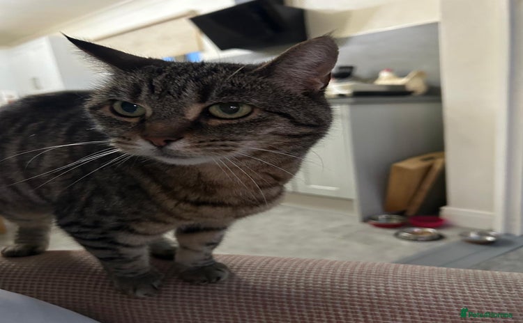 Domestic Shorthair cats - Advert 3