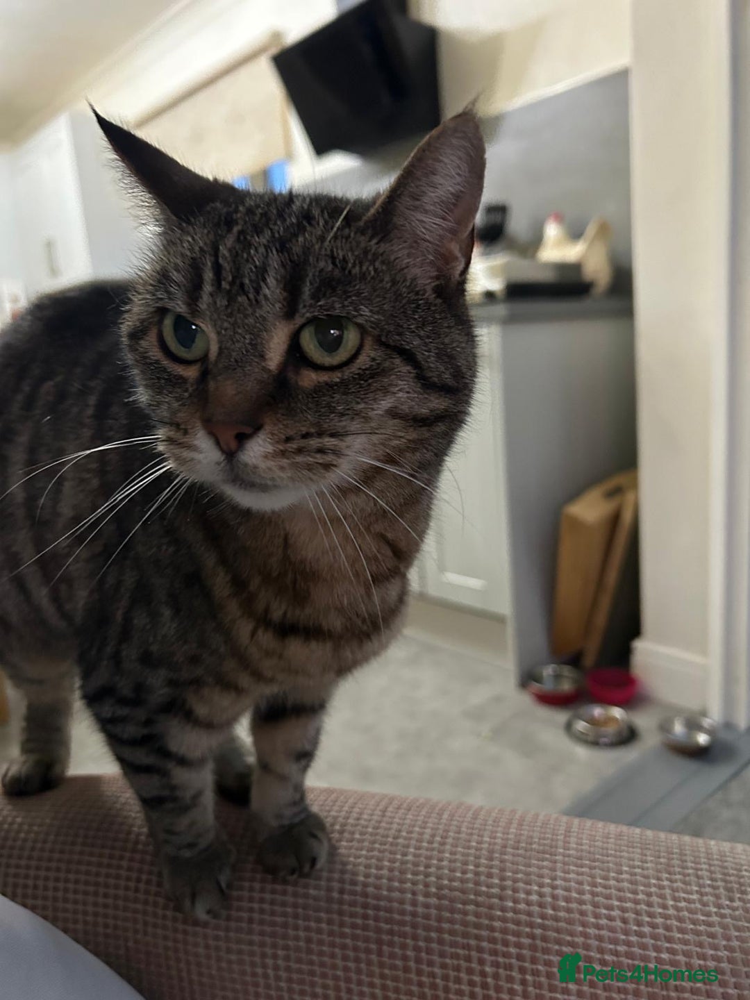Domestic Shorthair cats for sale: Misty - Image 1