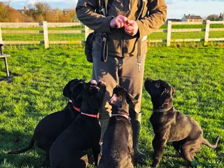 Cane Corso dogs ⭐️Cane Corso Pups⭐️Pure Championship Genes🏆 - Advert 15