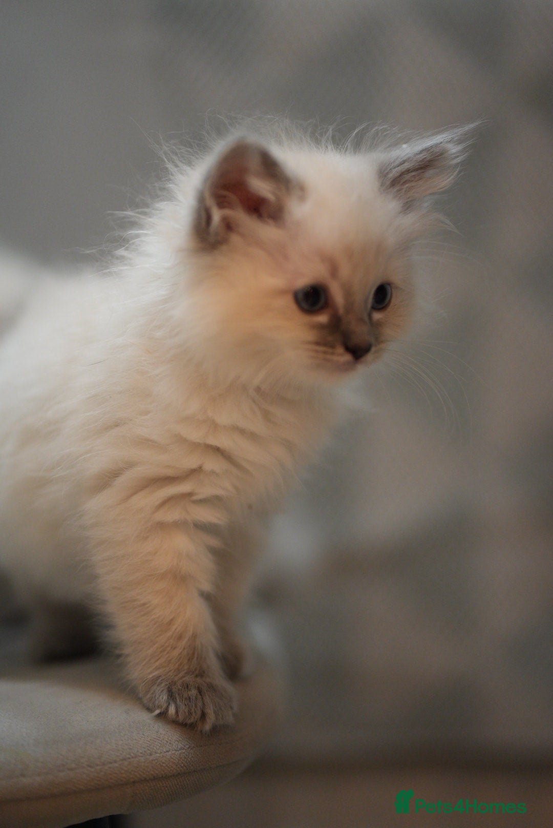 Ragdoll cats for sale: 🤎Beautiful Ragdolls Kittens🤎 - Advert 3