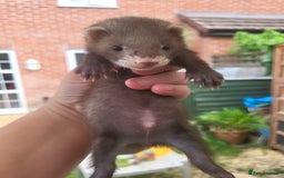 Ferret rodents for sale: 7 ferret kits. Hobs and Jill's available  - Image 5