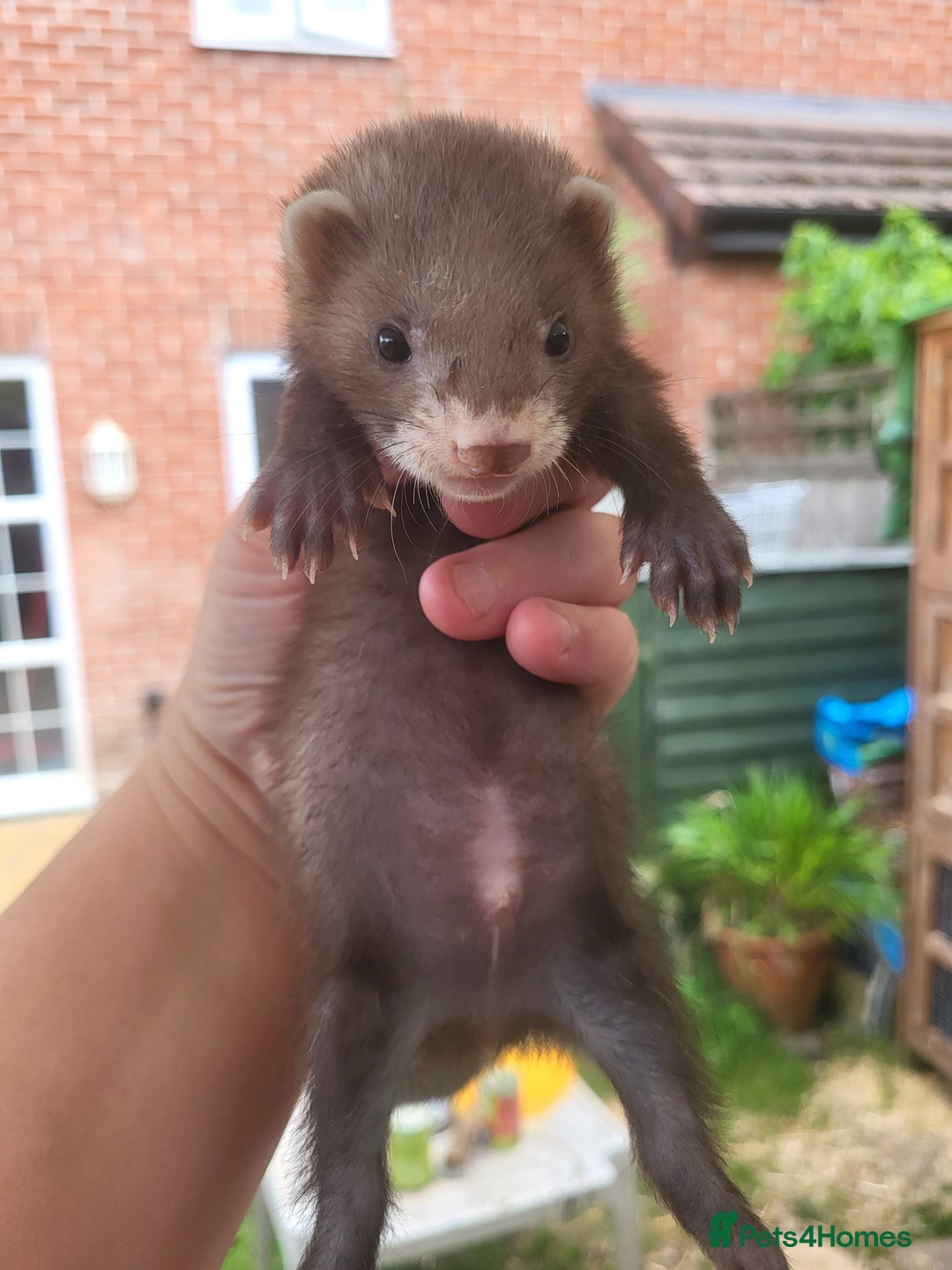 Ferret rodents for sale: 7 ferret kits. Hobs and Jill's available  - Image 5