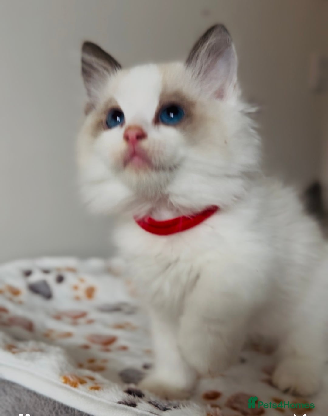 Ragdoll cats for sale: 💙🐾Tica full Pedigree🐾EU Ragdoll 🐱🐾DNA Clear❤️ - Image 4