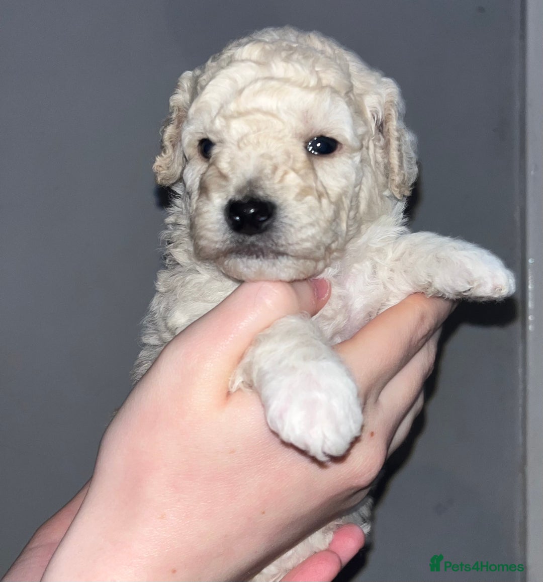 Mixed Breed dogs for sale: Cavapoochon puppies - Advert 6