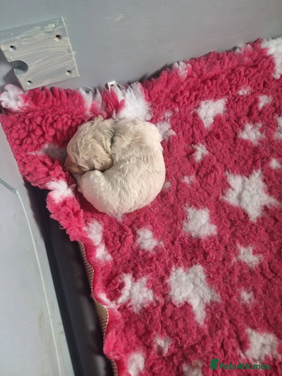 Poochon dogs for sale: Poochon pups 3 weeks old in Rhyl - Advert 2