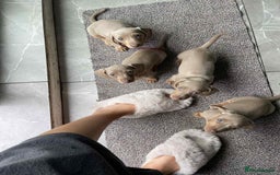 Dachshund dogs for sale: Miniature Isabella Tan Smooth Coat Dachshunds - Image 7