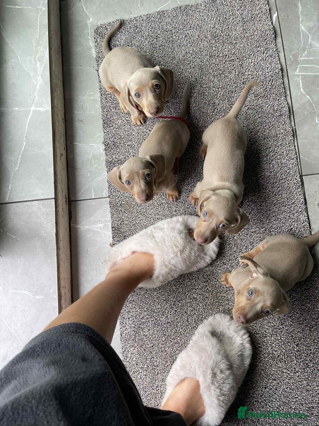Dachshund dogs for sale: Miniature Isabella Tan Smooth Coat Dachshunds - Image 7