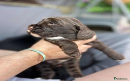 Cockapoo dogs for sale: Beautiful litter of cockerpoos - Image 7