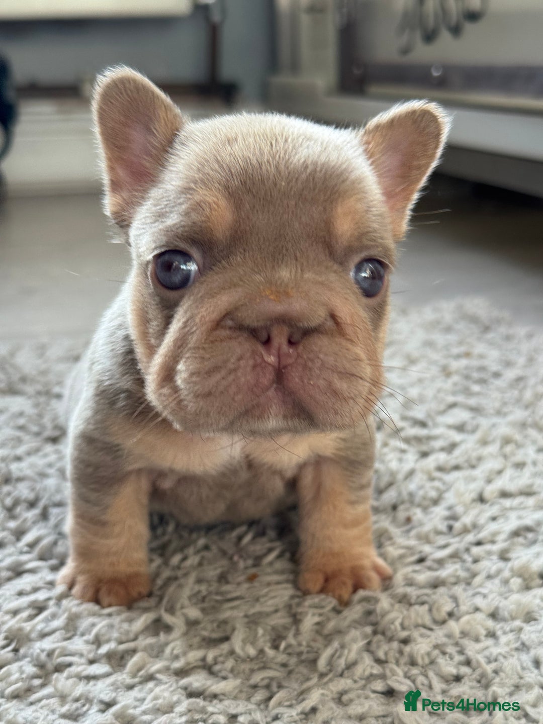 French Bulldog dogs for sale: 5 AMAZING QUALITY FRENCH BULLDOG PUPS  - Advert 9