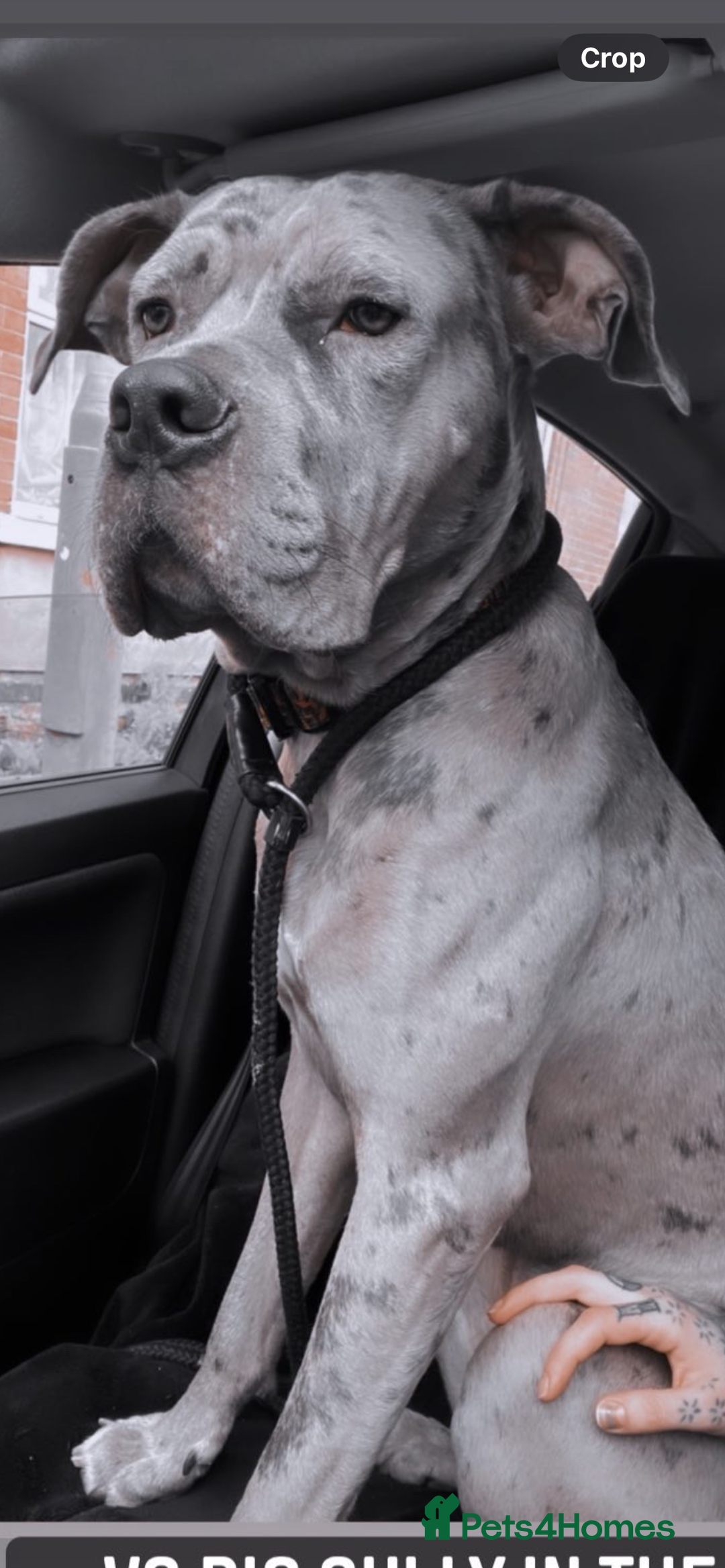Cane Corso dogs for sale: Cane corso - Image 2