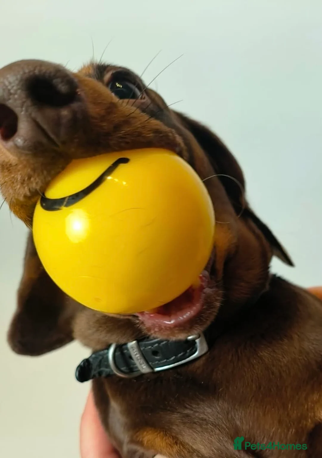 Miniature Dachshund dogs for stud: Miniature dachshund stud in Welling - Advert 5