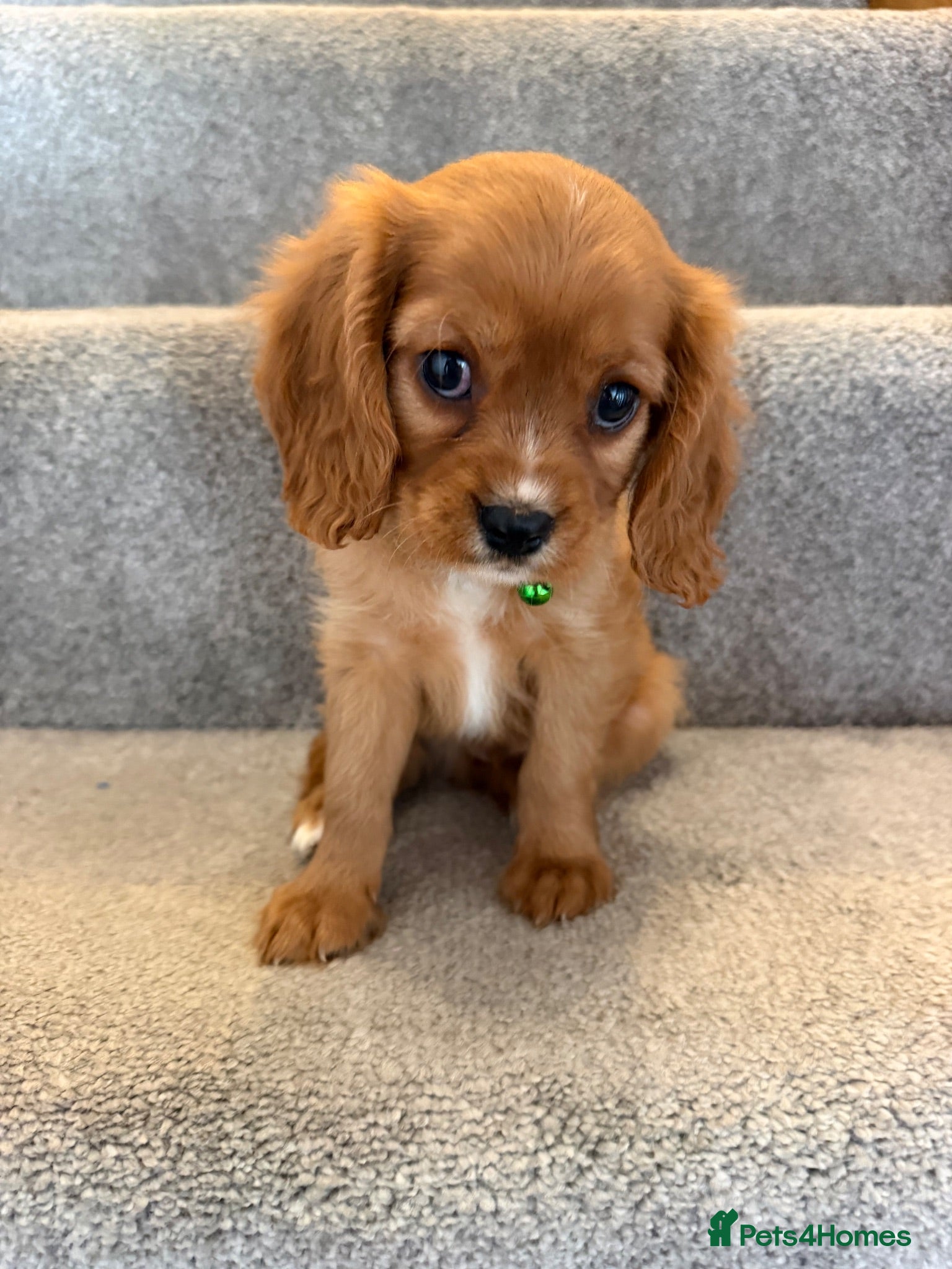 Cavalier King Charles Spaniel dogs Cavalier King Charles puppies  - Advert 6