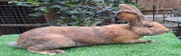 Continental Giant rabbits for sale: Super Stud Bunnies Health checked and Vaccinated  - Advert 8