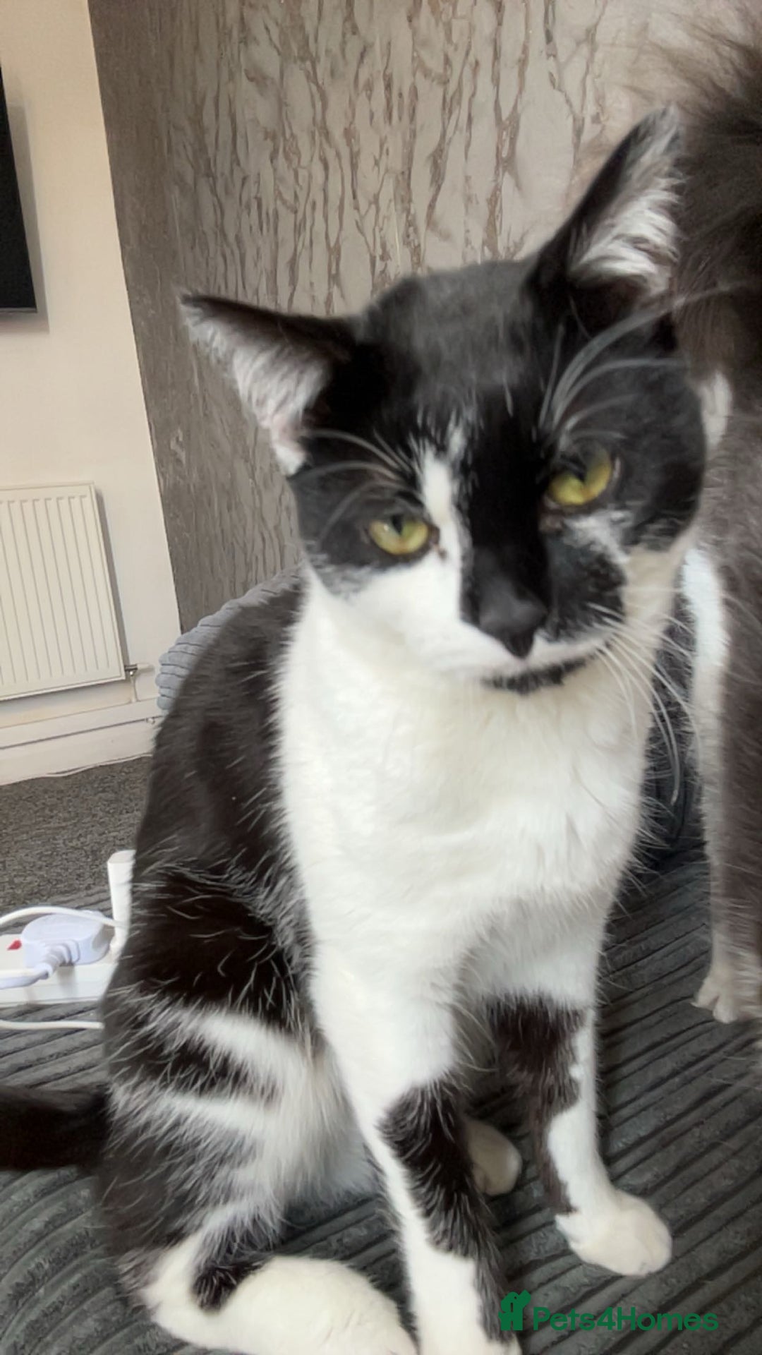 British Shorthair cats for sale: 2 beautiful cats need homing  - Image 1