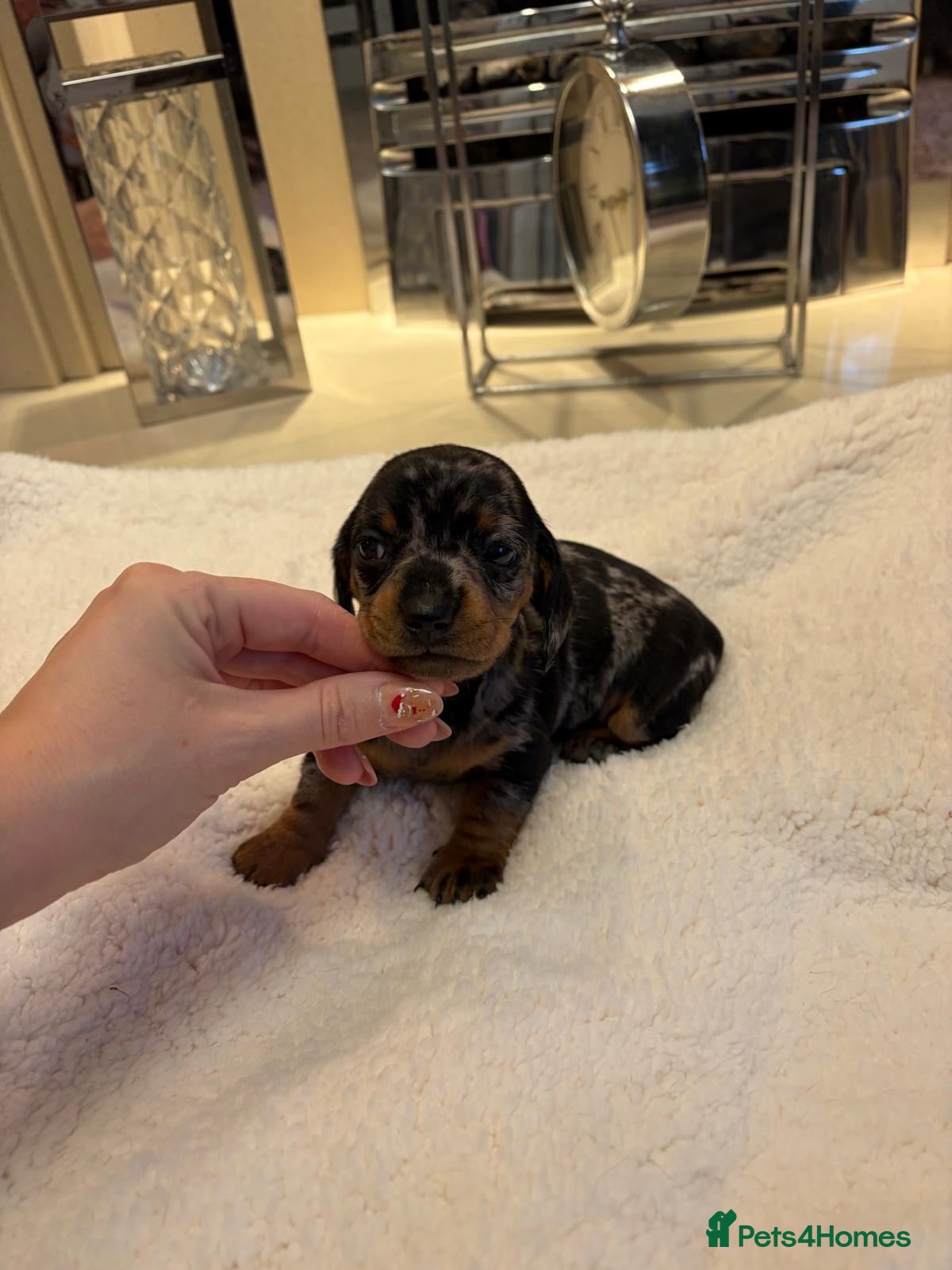 Miniature Dachshund dogs Rainbow minture dacshund babies  - Advert 8