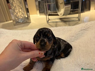 Miniature Dachshund dogs Rainbow minture dacshund babies - Advert 8