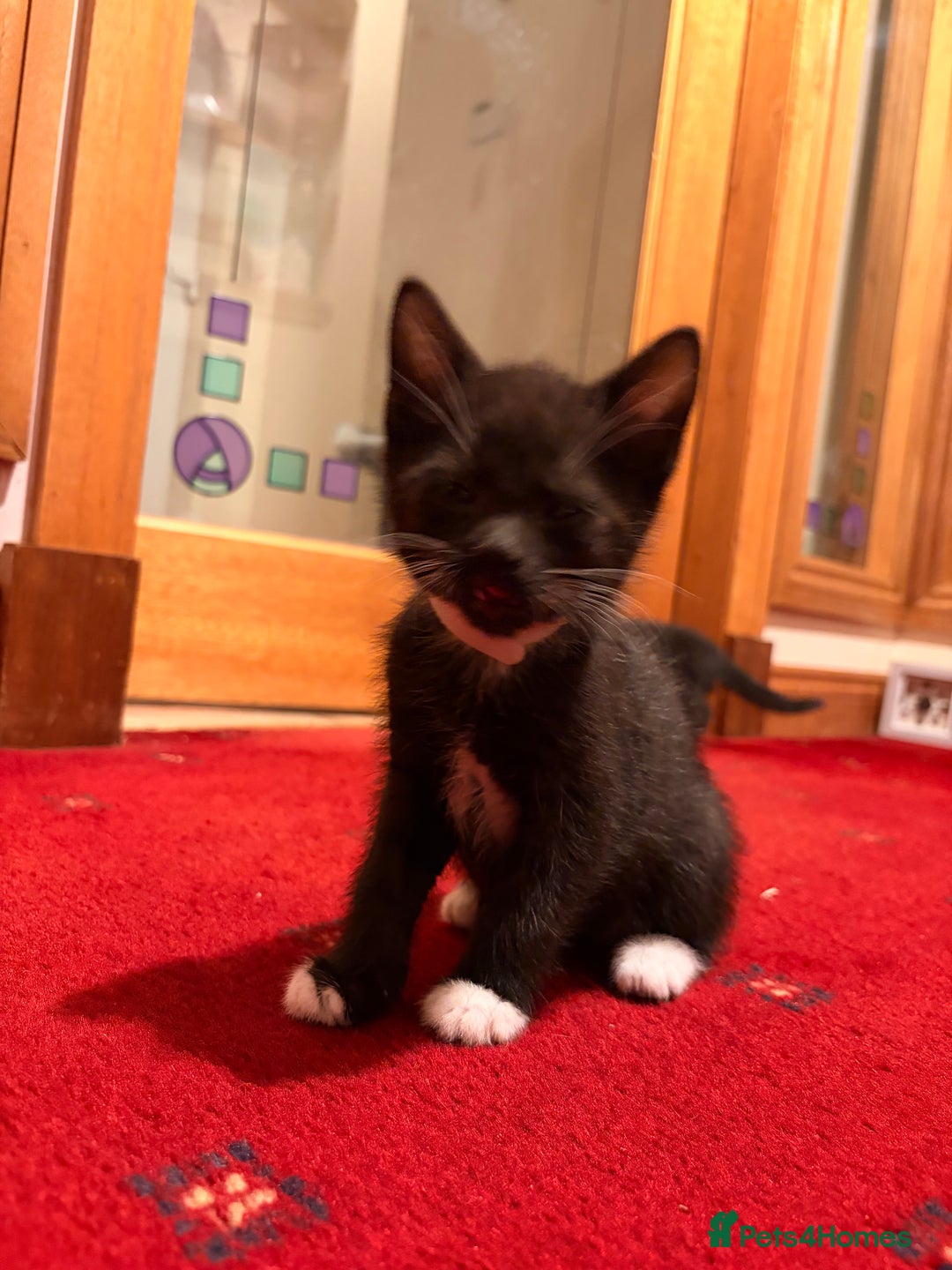 Mixed Breed cats for sale: Gorgeous kittens - Advert 7