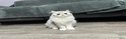 Persian cats for sale: Persian Kittens Bi-Color - Punch Face - GCCF - Advert 40
