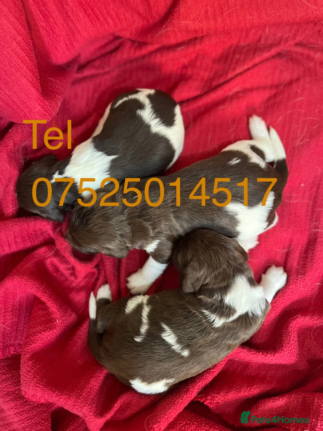 English Springer Spaniel dogs for sale: HOME BRED ENGLISH SPRINGER SPANIEL PUPPIES - Advert 9