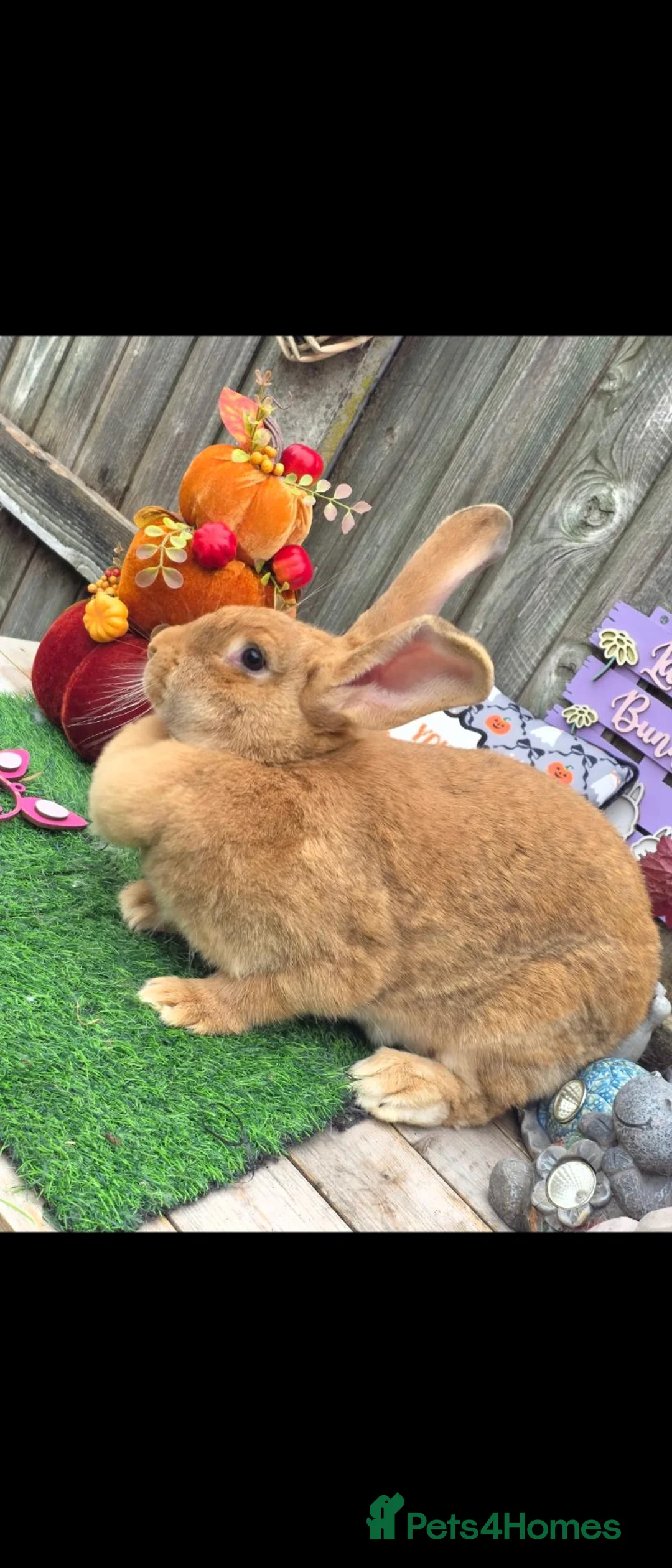 Continental Giant rabbits for sale: Orange fawn continental doe available  - Advert 4