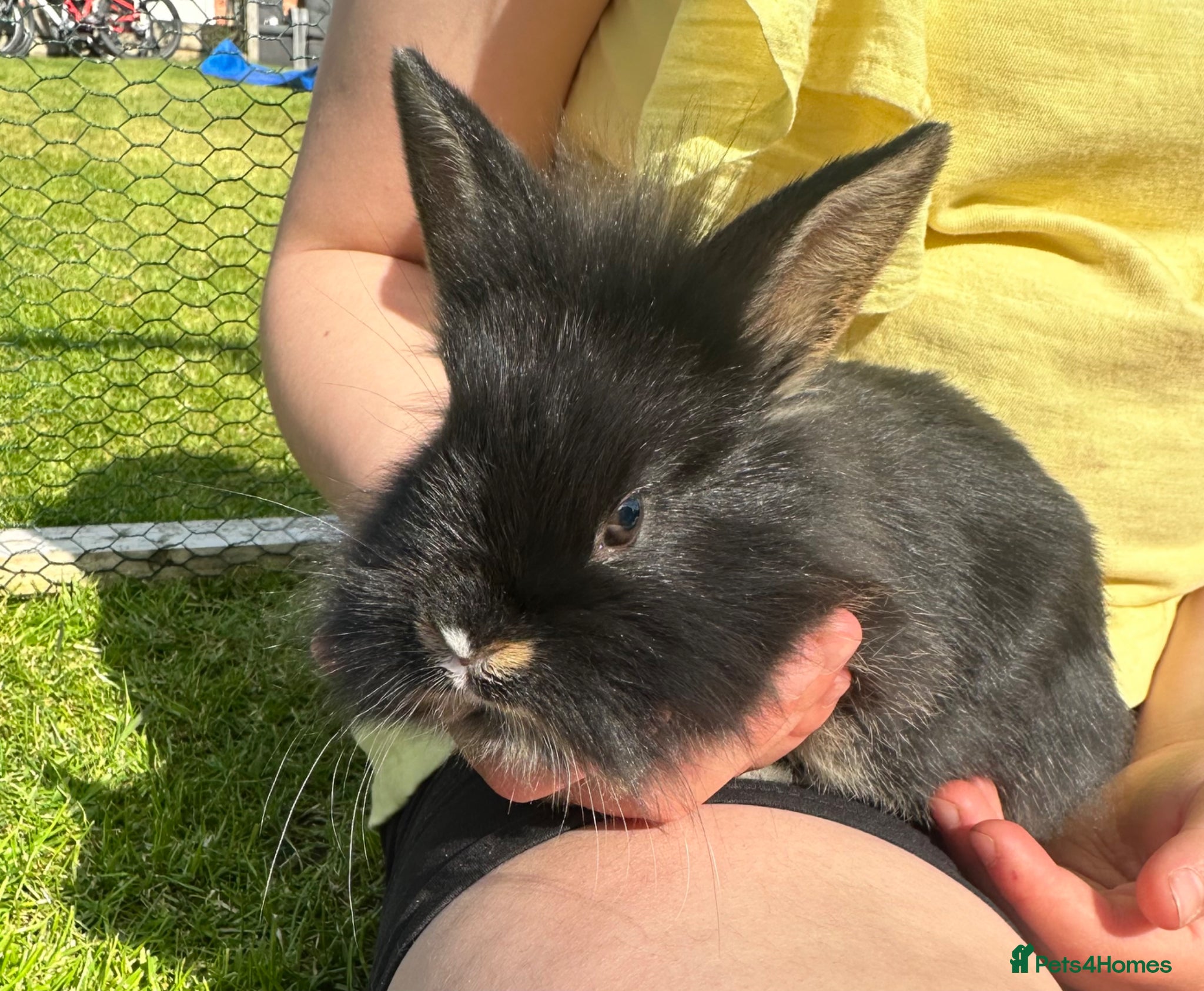 Mixed Breed rabbits 3 Beautiful Rabbits  - Advert 1
