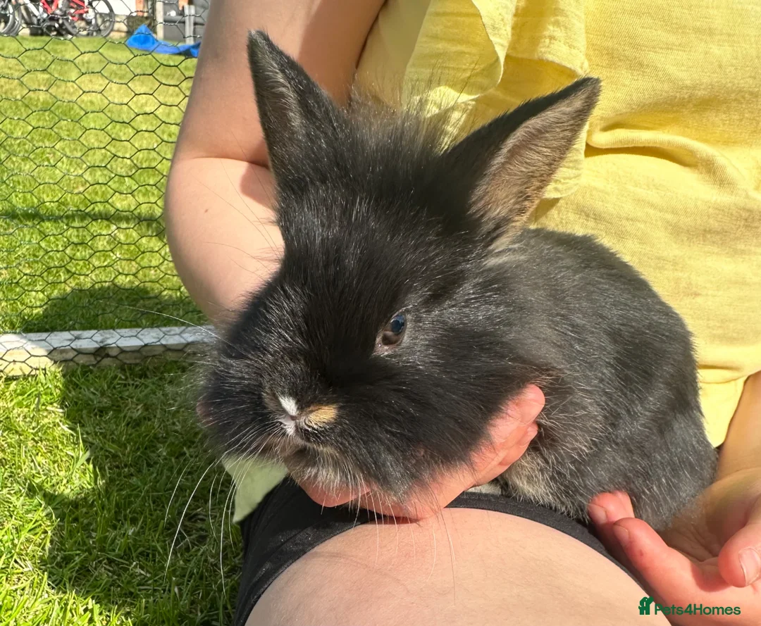 Mixed Breed rabbits for sale: 3 Beautiful Rabbits  in Doncaster - Advert 1
