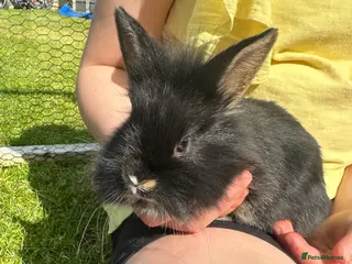 Mixed Breed rabbits 3 Beautiful Rabbits - Advert 1