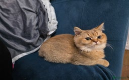 British Shorthair cats for sale: Pedigree British Short-hair kittens  - Image 31