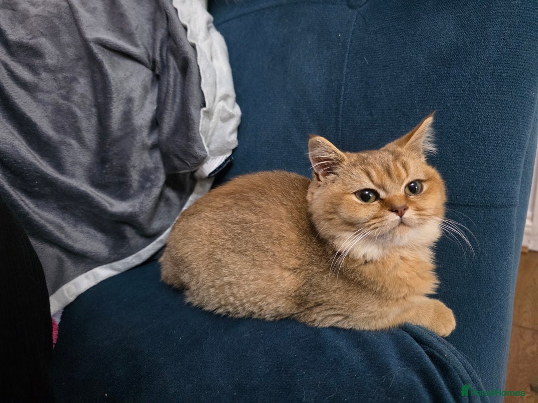 British Shorthair cats for sale: Pedigree British Short-hair kittens  - Image 31