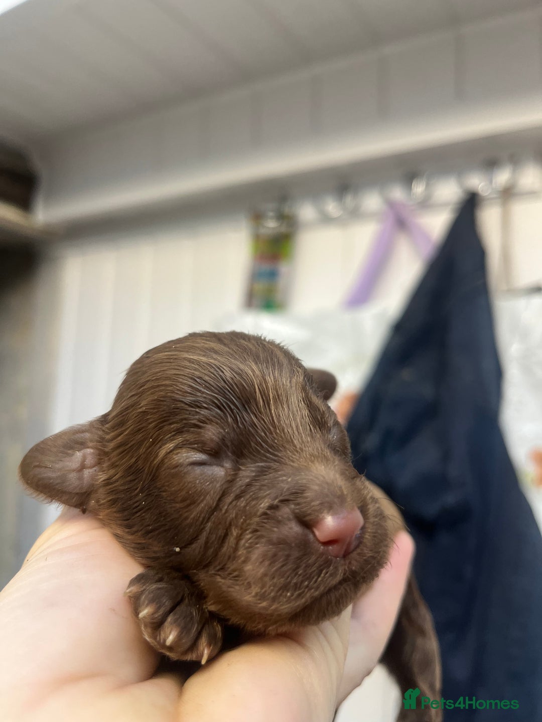 Cockapoo dogs for sale: Beautiful f2 cockapoos - Image 4