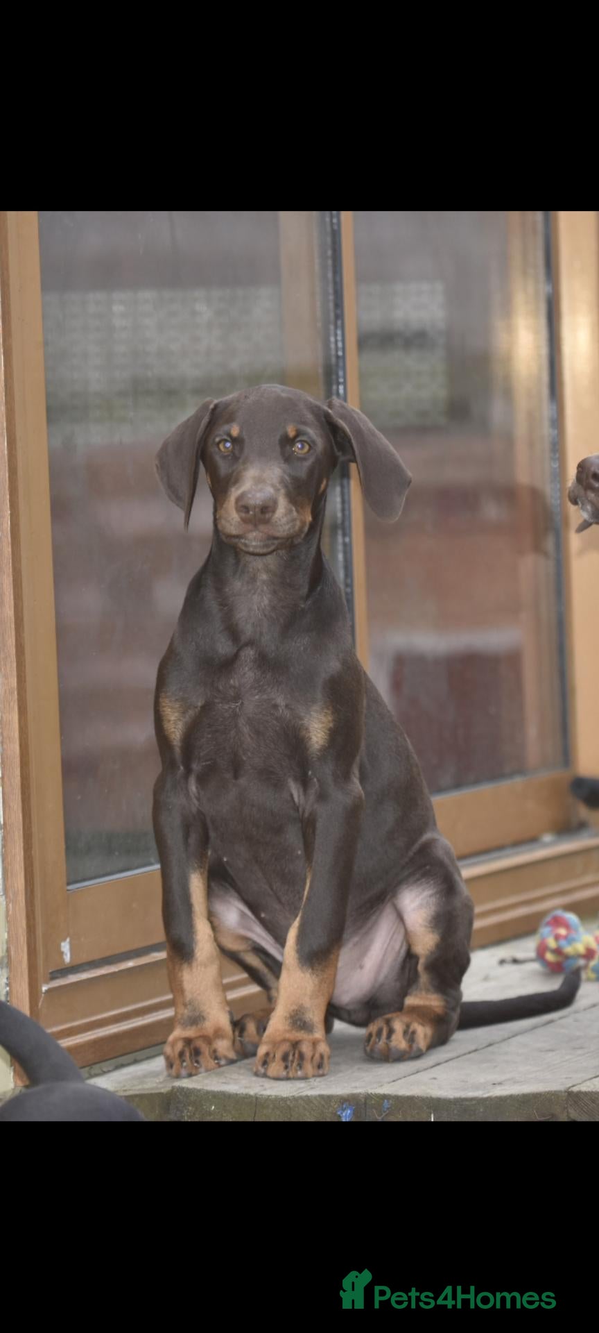 Mixed Breed dogs Unique hybrid dobermann puppies - Advert 2
