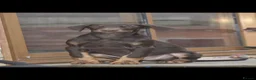 Mixed Breed dogs for sale: Unique hybrid dobermann puppies - Advert 2