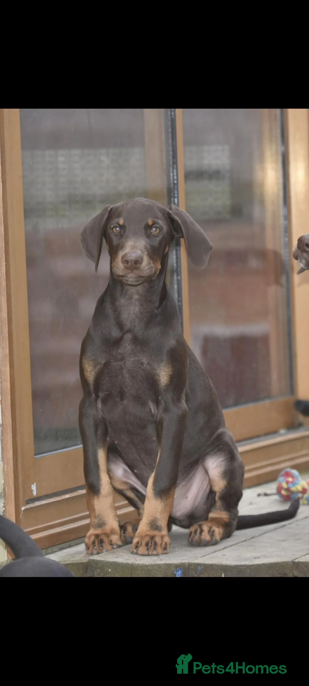 Mixed Breed dogs for sale: Unique hybrid dobermann puppies - Advert 2