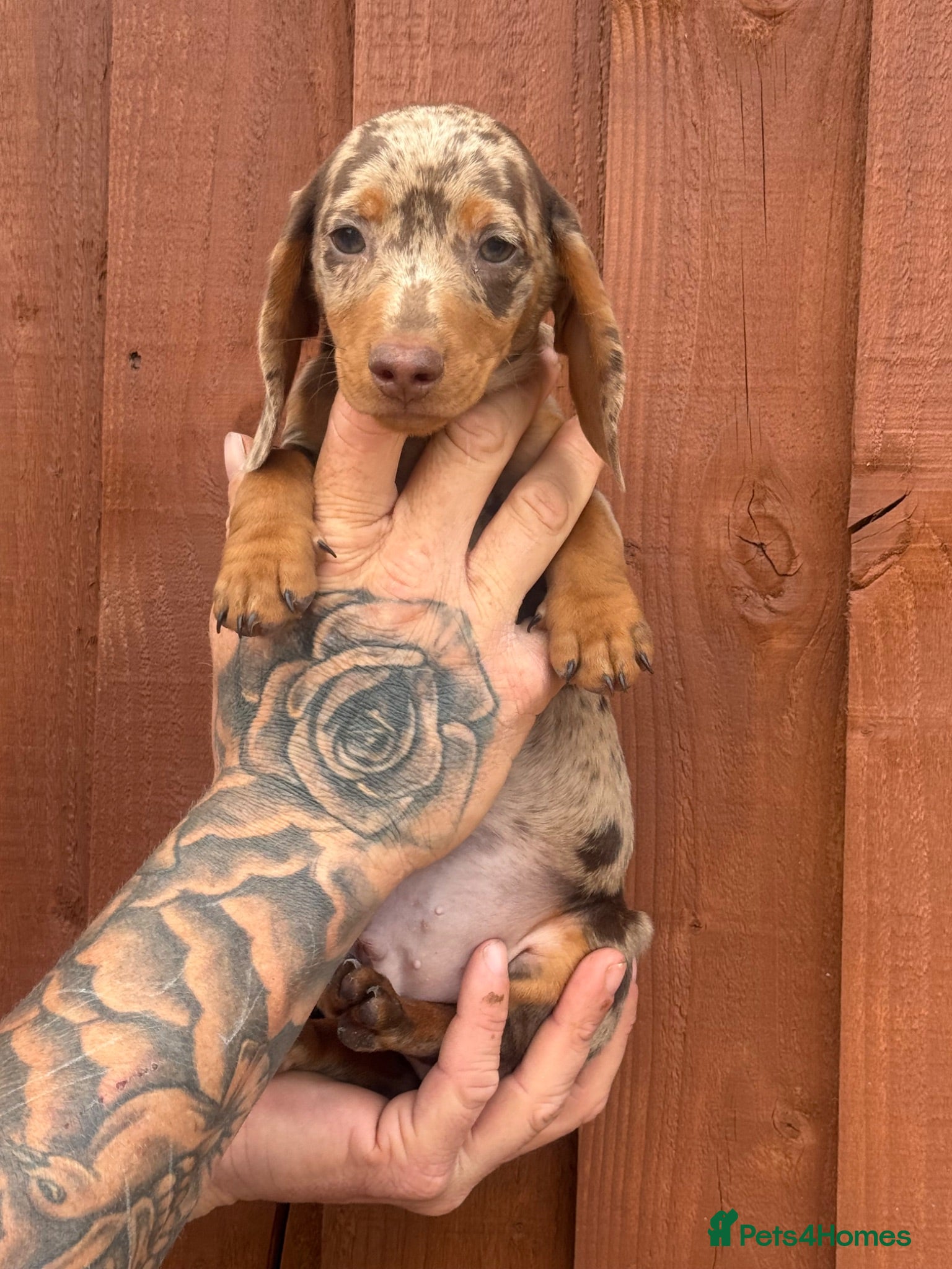 Miniature Dachshund dogs Miniature dachshund puppies  - Advert 3