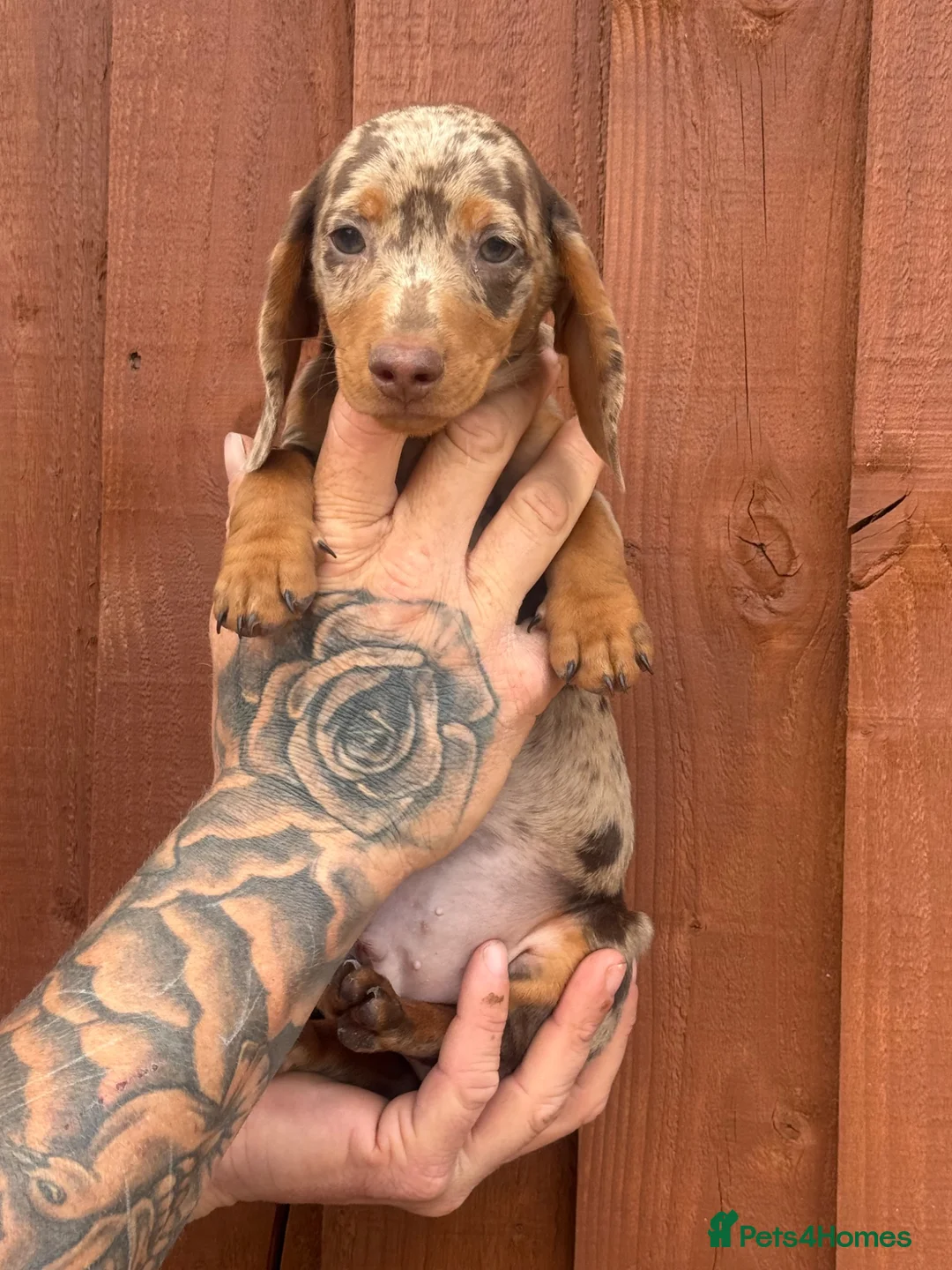 Miniature Dachshund dogs for sale: Miniature dachshund puppies  in Wolverhampton - Advert 1